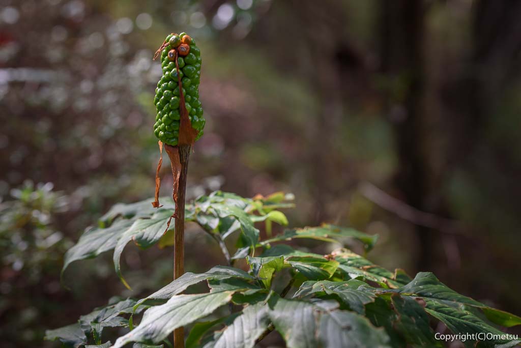 日の出山・テンナンショウの実