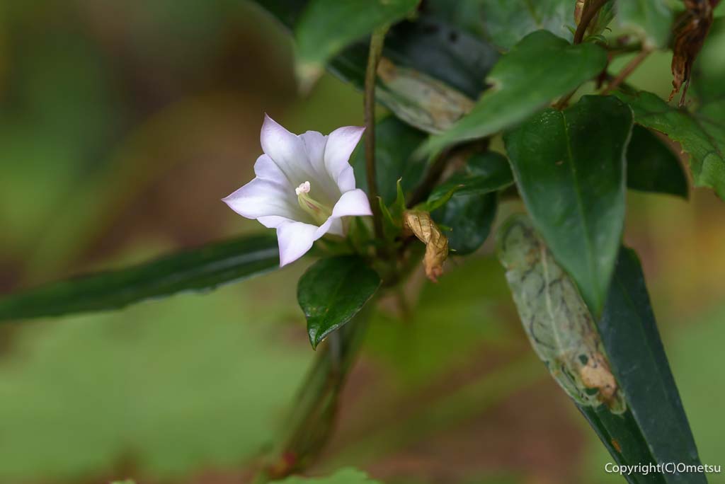 日の出山・ツルリンドウ