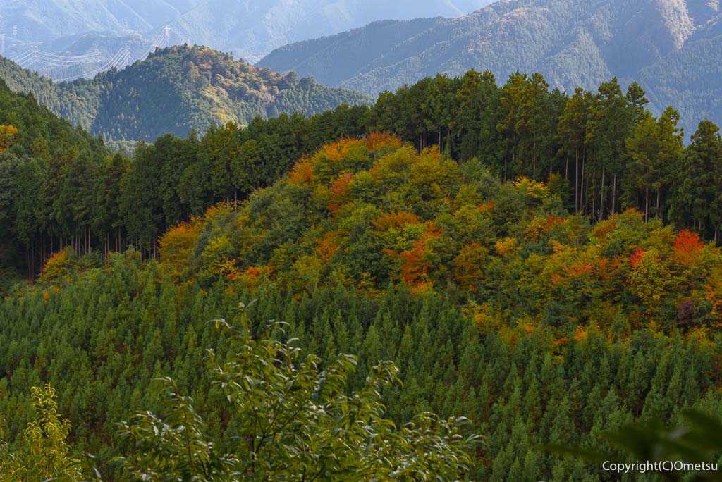 日の出山の、紅葉