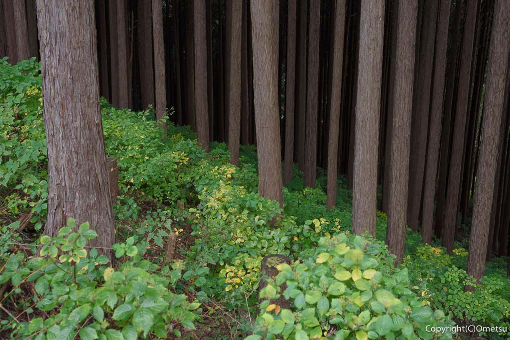 日の出山・つるつる温泉方面の登山道
