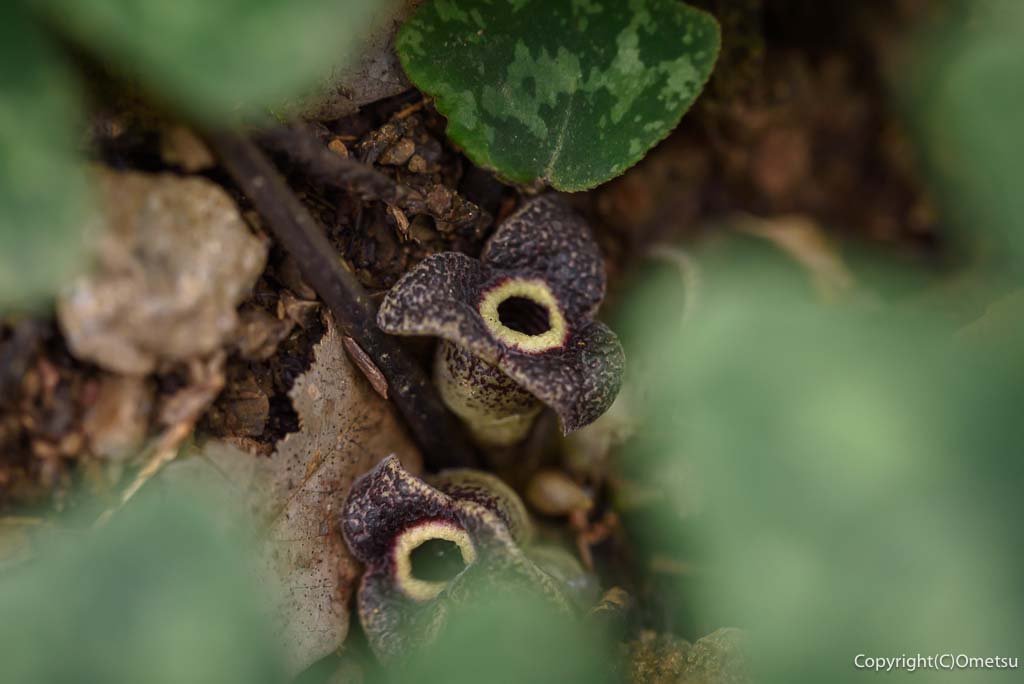 日の出山・カンアオイの花