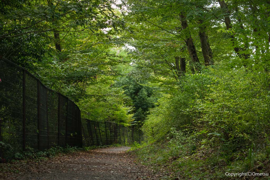 福生市・玉川上水・遊歩道
