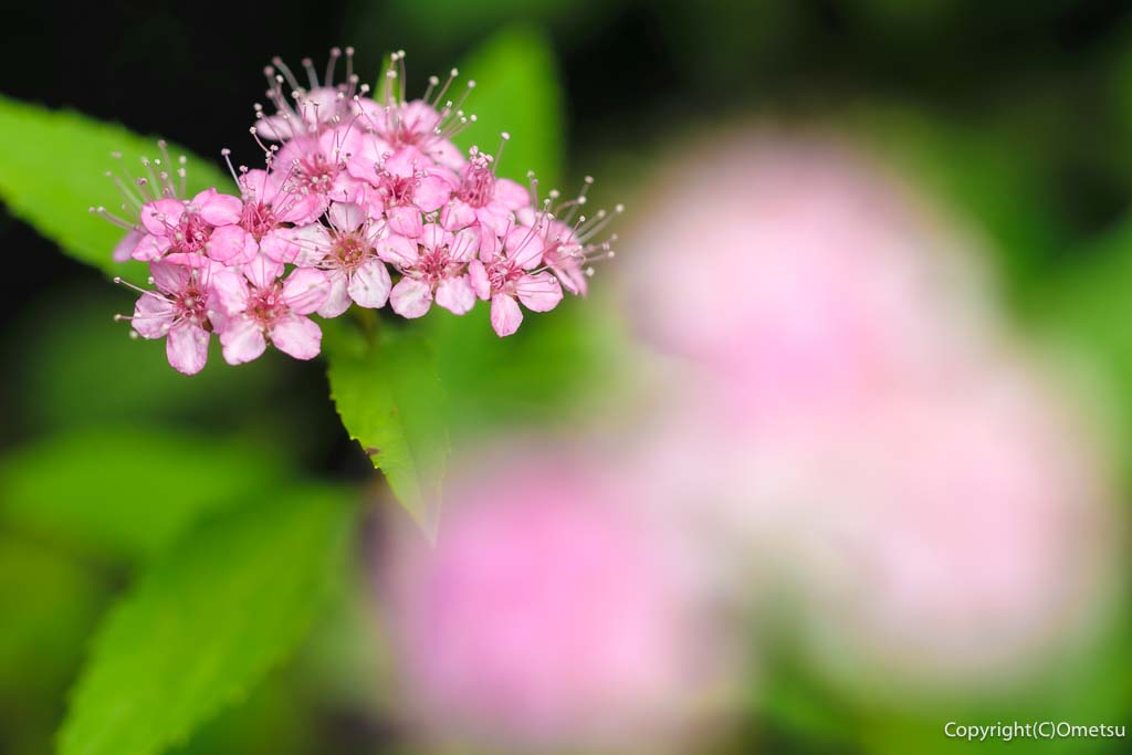 福生市・長徳寺の、シモツケ