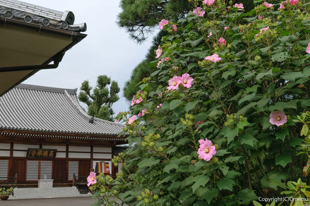 福生市・長徳寺の境内