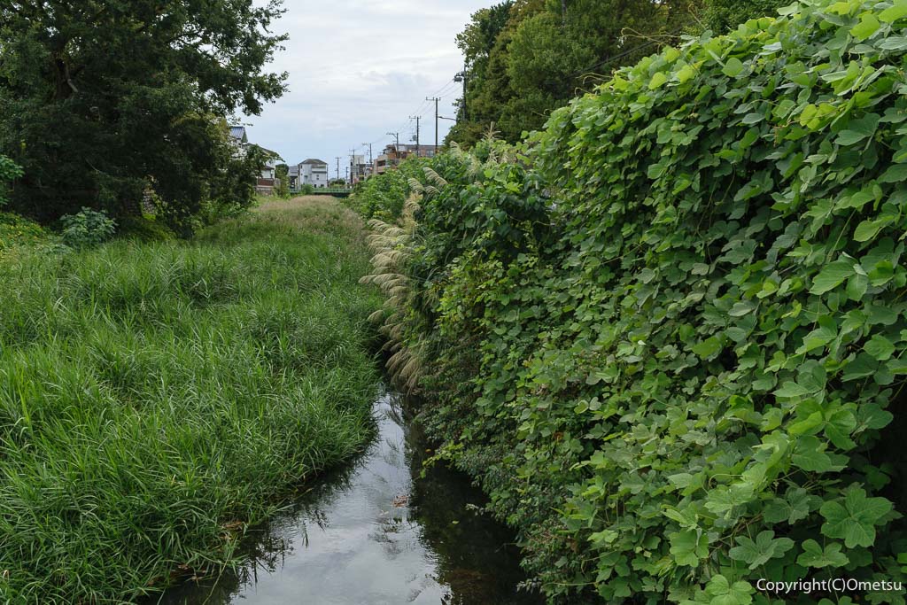 福生市・玉川上水の草