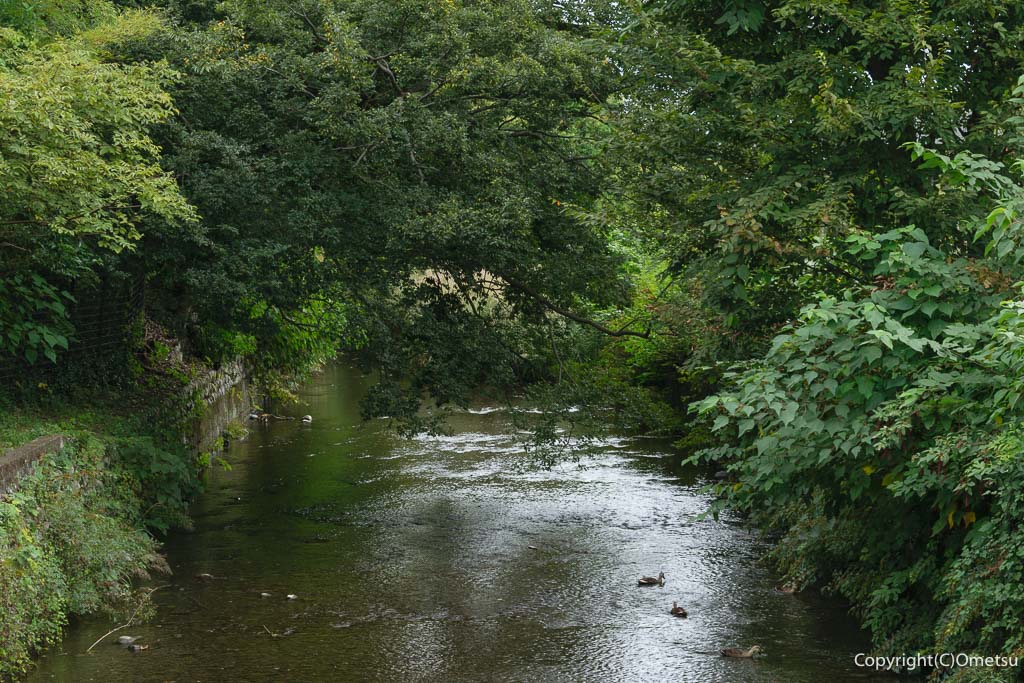 福生市・五丁橋からの玉川上水