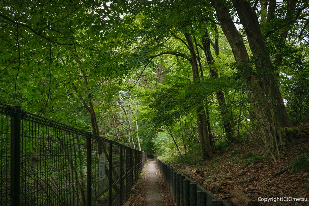 福生市・水喰土公園近くの玉川上水の歩道