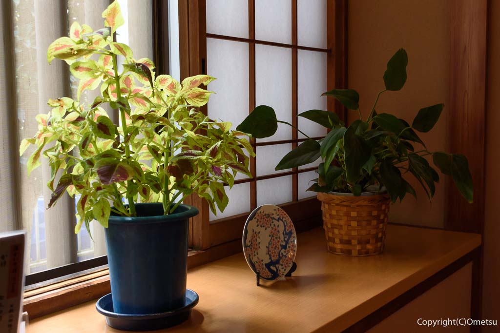 羽村市の蕎麦店「一作」の、鉢植えと、皿