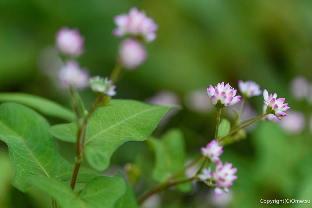 青梅市・御岳渓谷の、ミゾバナ