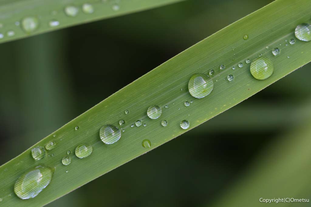青梅市・御岳渓谷の、草の雫