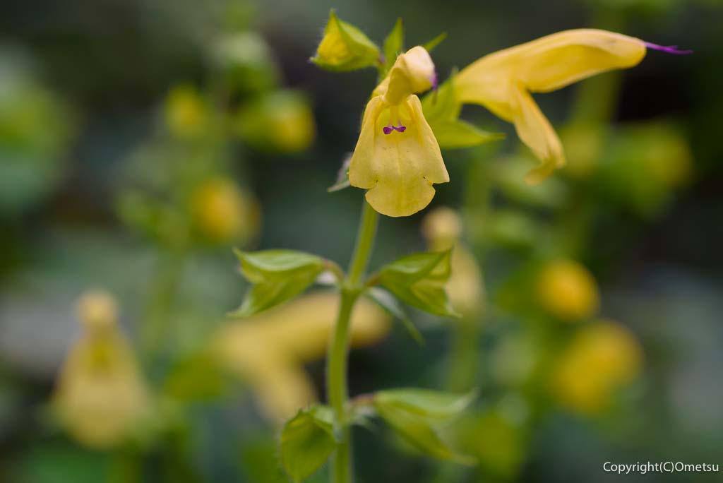 青梅市・御岳渓谷の、キバナアキギリ