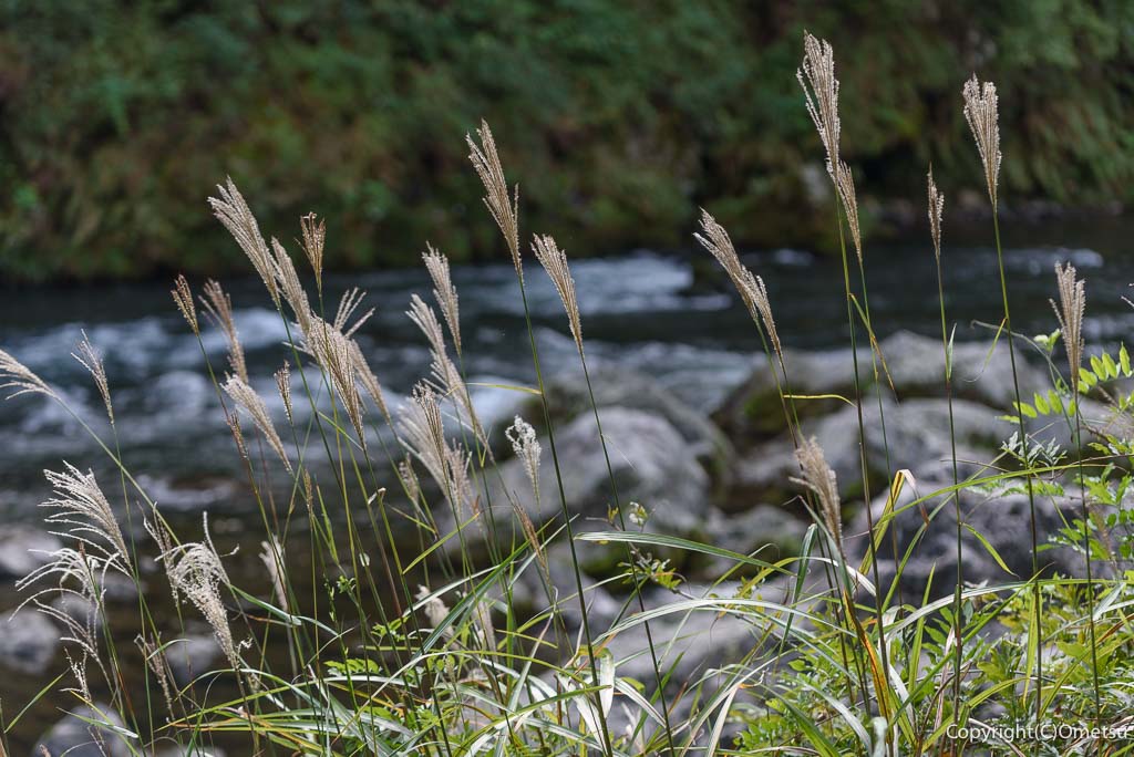 青梅市・御岳渓谷の、ススキ