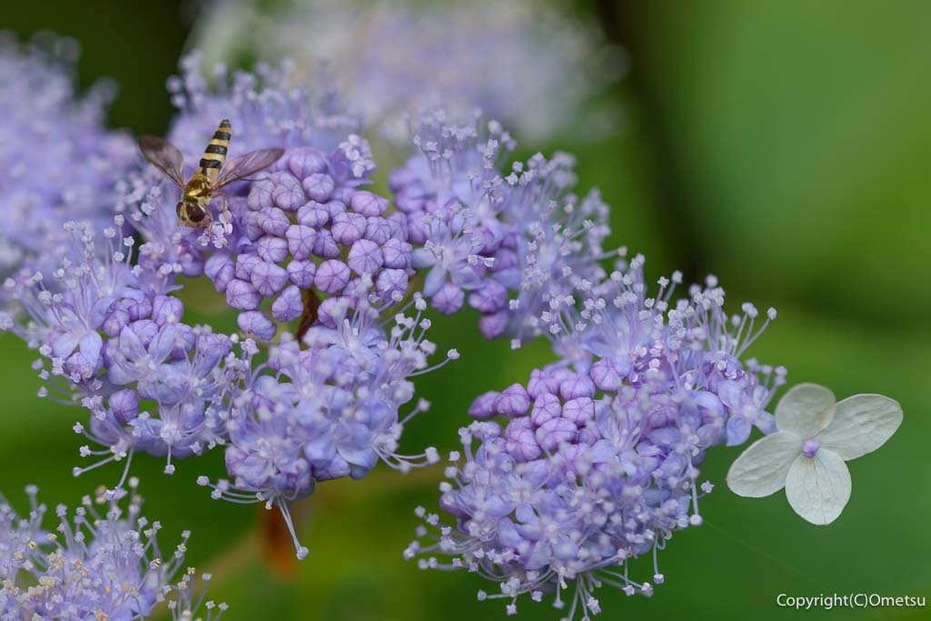 青梅市・御岳渓谷の、アジサイ