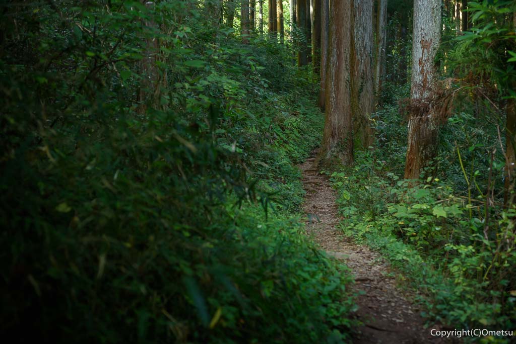 青梅市・御岳渓谷の、森の遊歩道