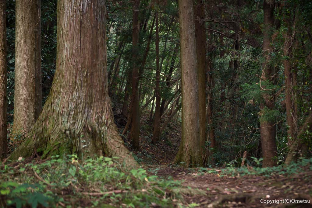 青梅市・御岳渓谷の、遊歩道