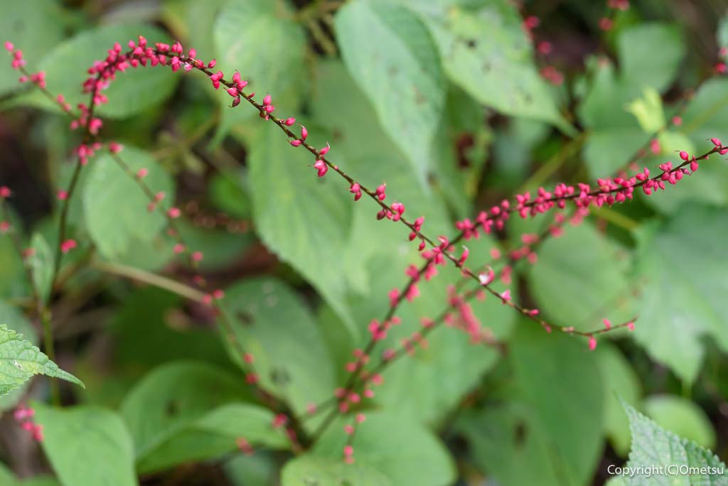 青梅市・御岳渓谷の、ミズヒキ