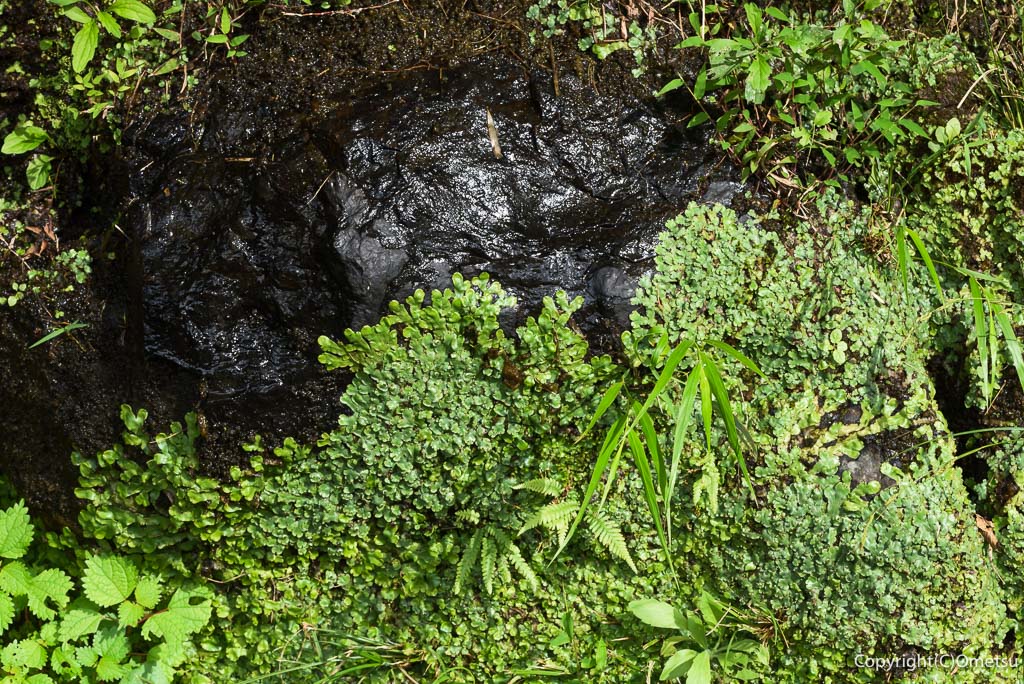 青梅市・御岳渓谷の岩清水