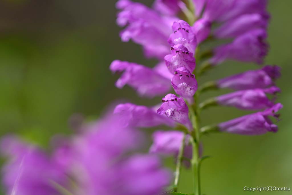 奥多摩町の、ハナトラノオ