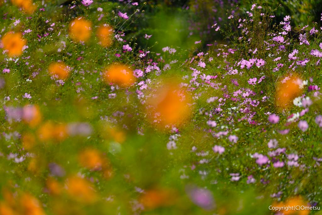 JR青梅線・軍畑駅前の、コスモス畑