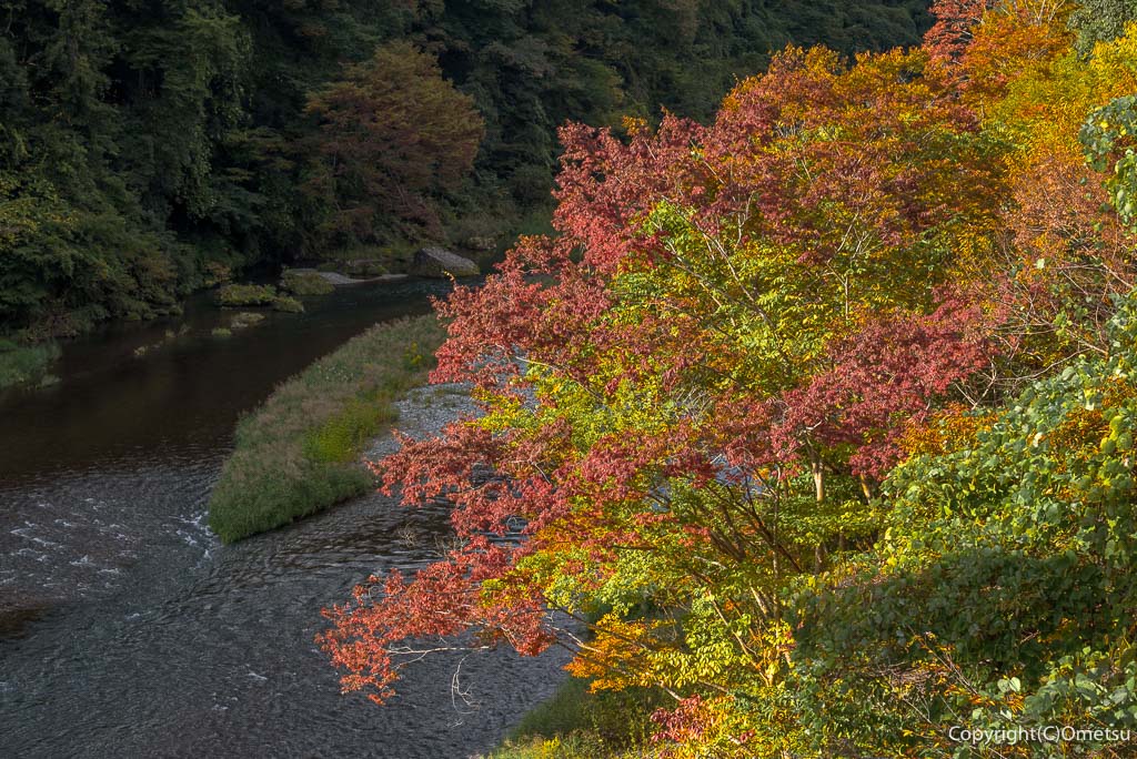 青梅市・軍畑大橋からの、紅葉