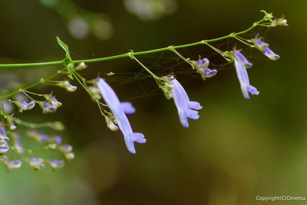 青梅市・日の出山山麓の、ヤマハッカ