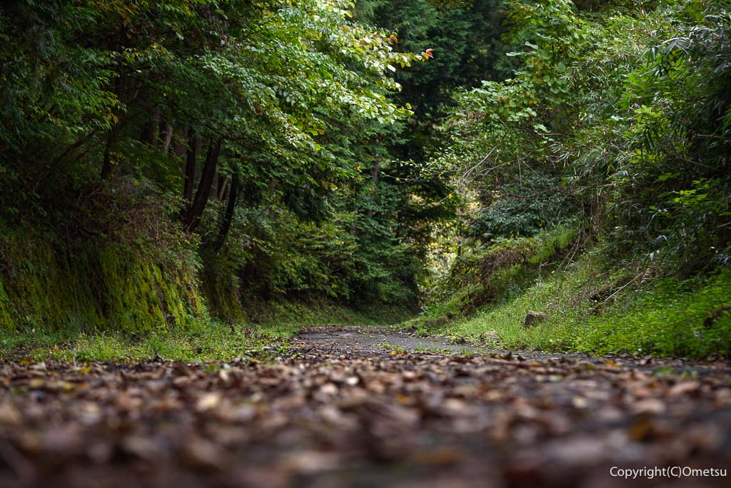 青梅市・日の出山山麓の、大入林道