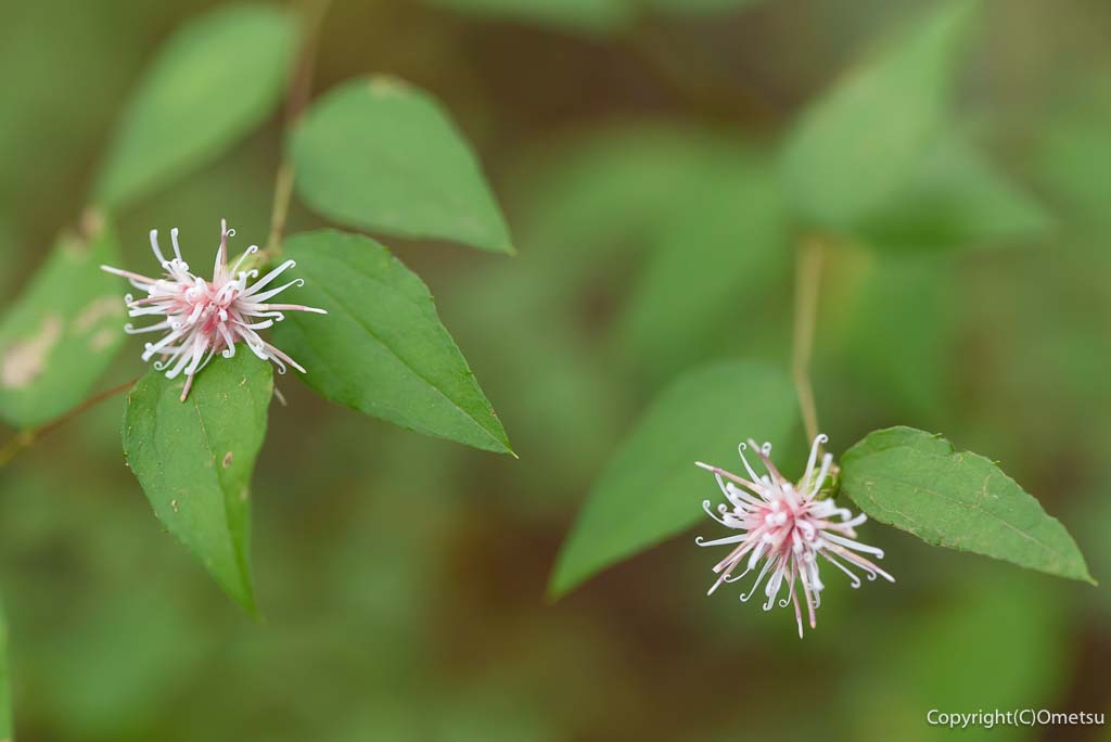 青梅市・日の出山の、コウヤボウキ