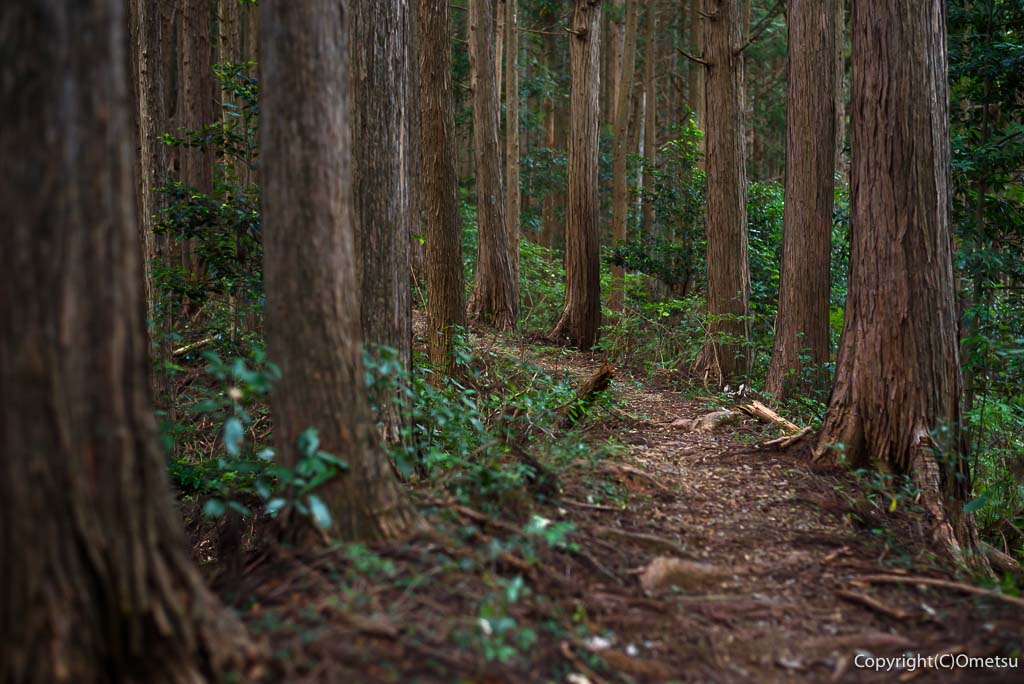 青梅市・日の出山・築瀬尾根の登山道