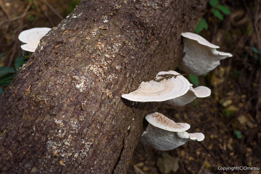 青梅市・日の出山の、キノコ