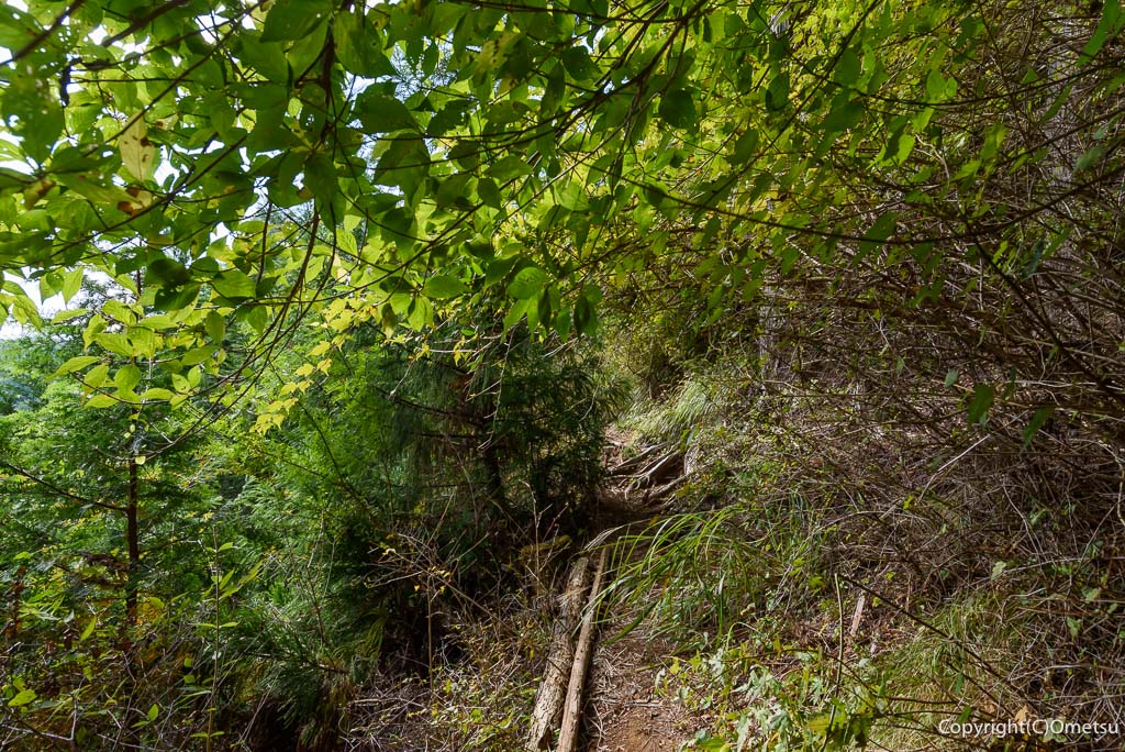 青梅市・日の出山・築瀬尾根の、藪に覆われた登山道