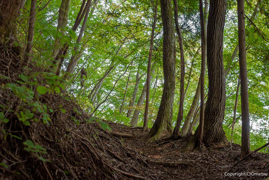 青梅市・日の出山・築瀬尾根の、広葉樹