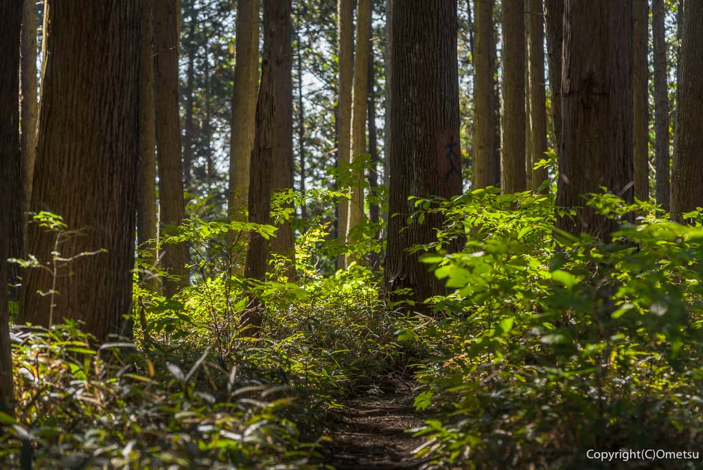 日の出山・稜線の森