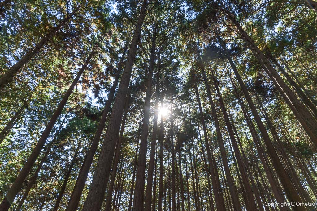 日の出山稜線の杉林