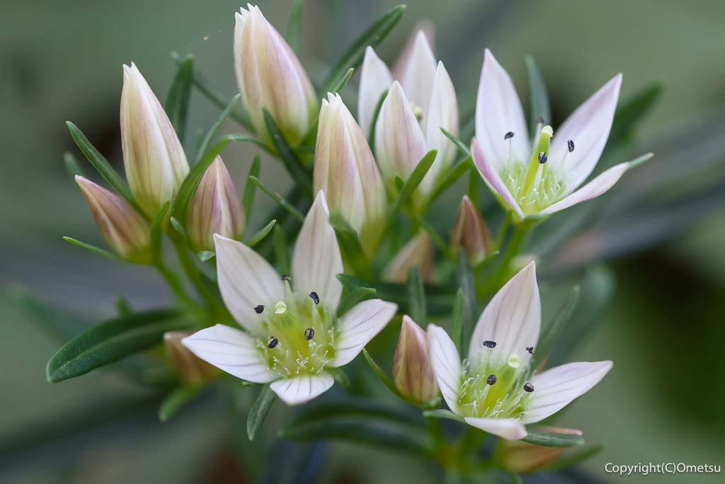 奥多摩・日の出山の、センブリ