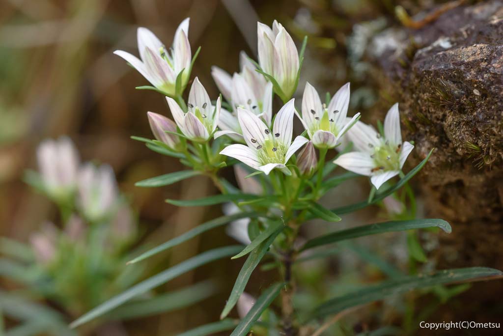 奥多摩・日の出山の、センブリ