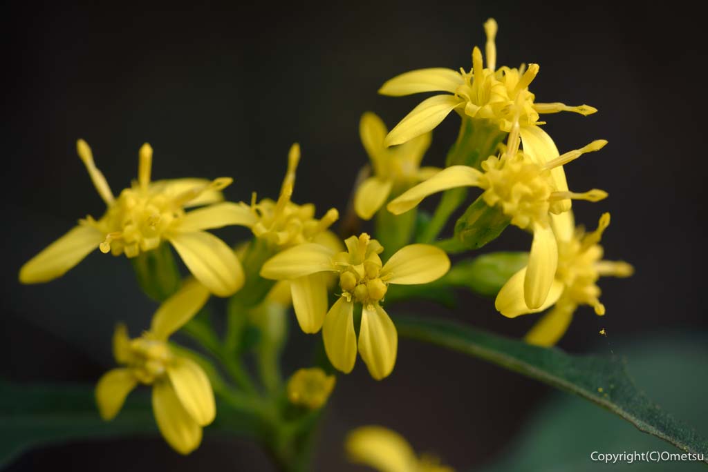 日の出山の、アキノキリンソウ