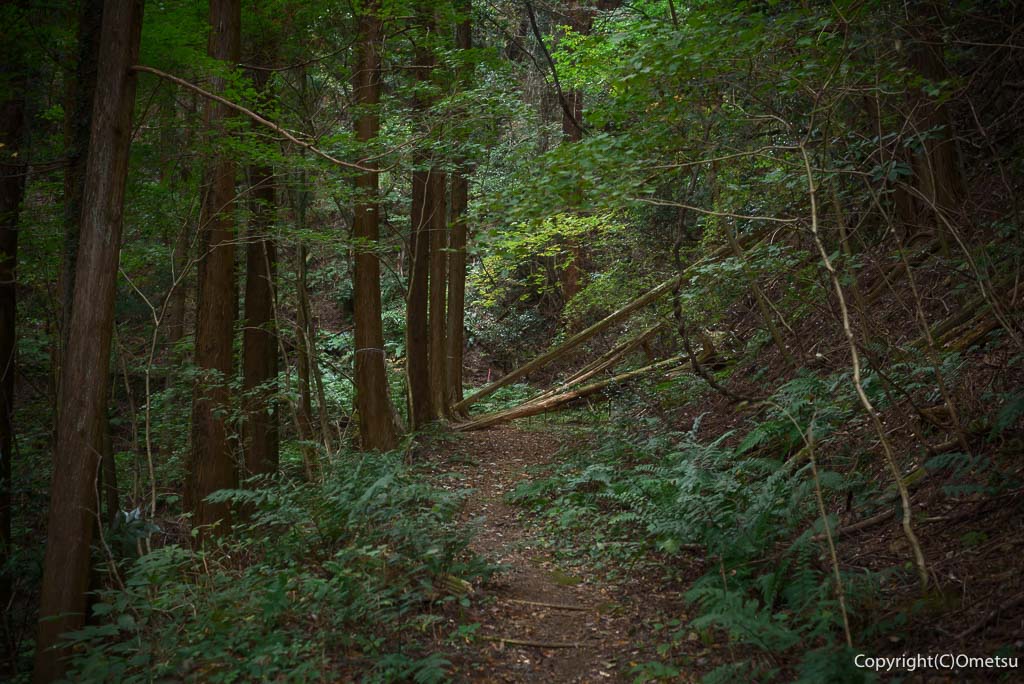 青梅市・吹上峠・登山道
