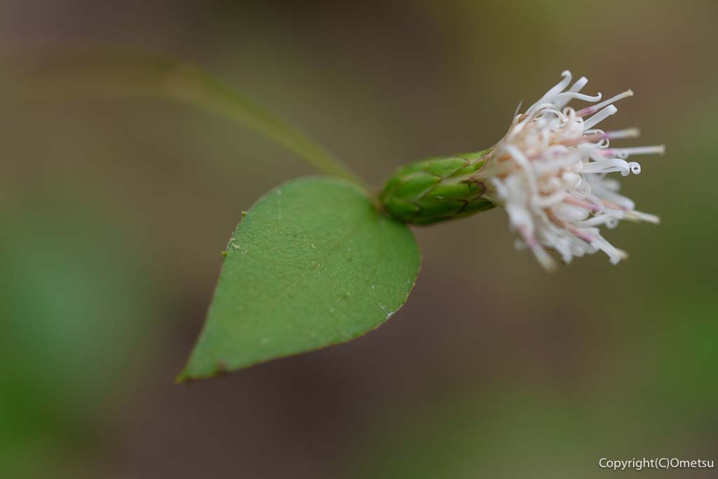 青梅市・吹上峠から青梅丘陵登山道の、コウヤボウキ
