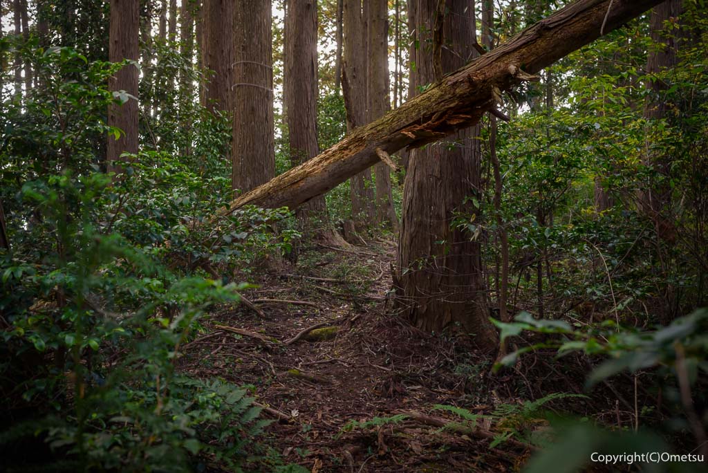 青梅市・吹上峠から青梅丘陵登山道の森と倒木