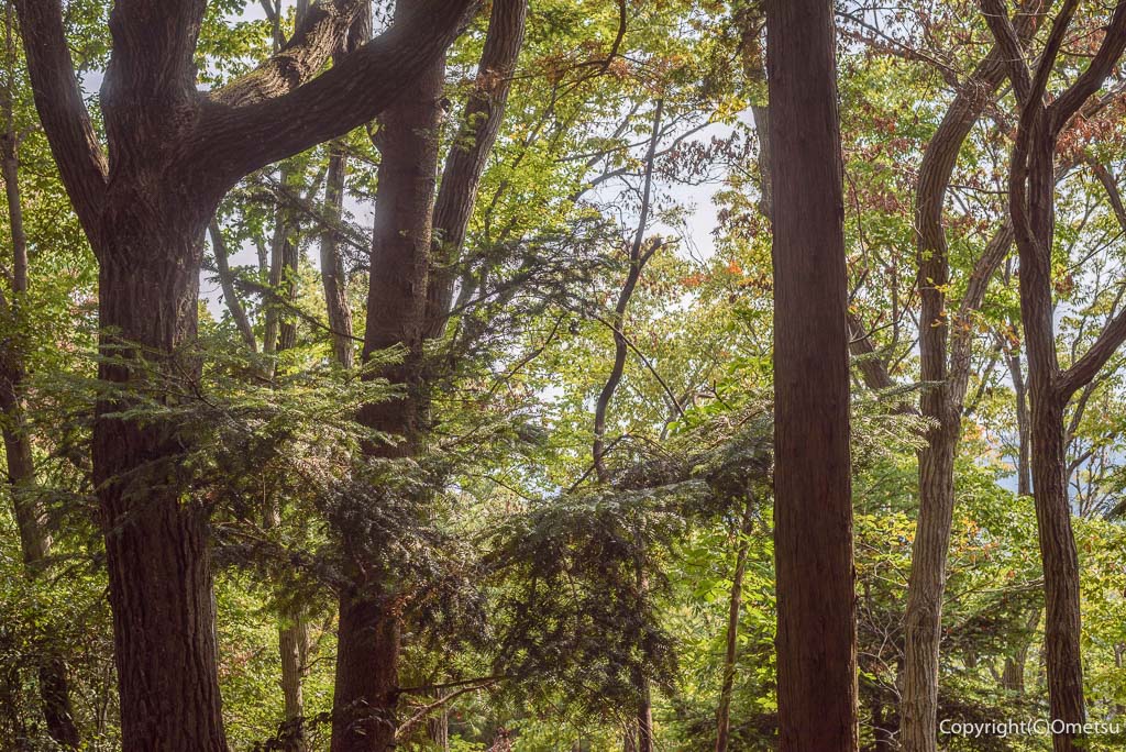 青梅市・吹上峠から青梅丘陵登山道の、針葉樹と広葉樹