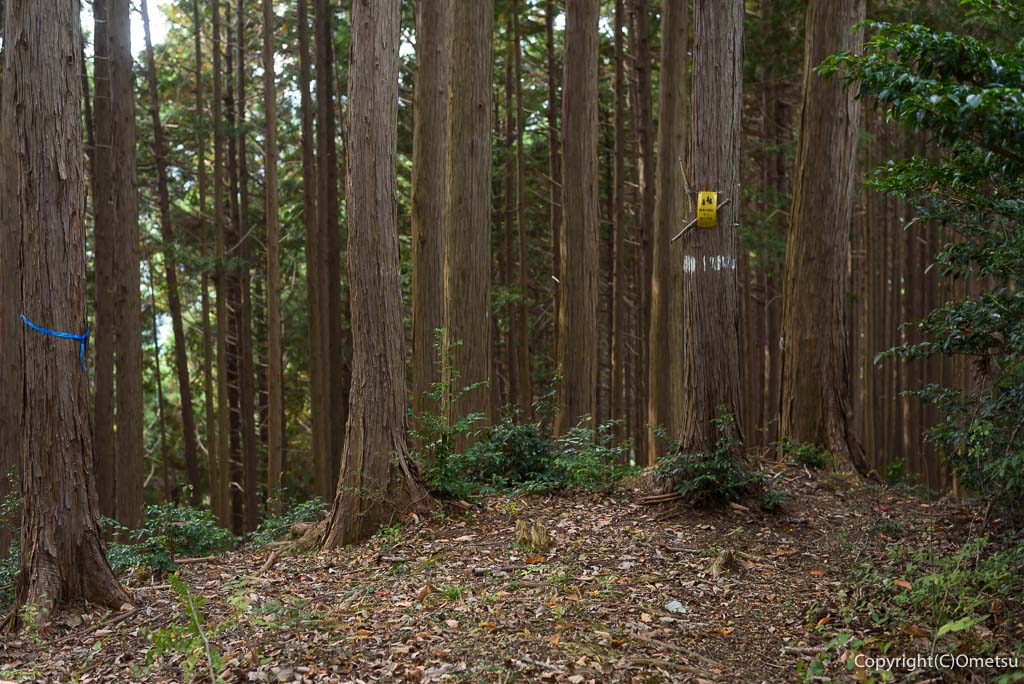 青梅市・吹上峠から青梅丘陵登山道・390mピーク