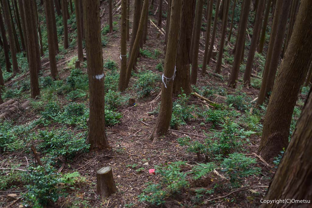 青梅市・吹上峠から青梅丘陵登山道・390mピークの、下り坂