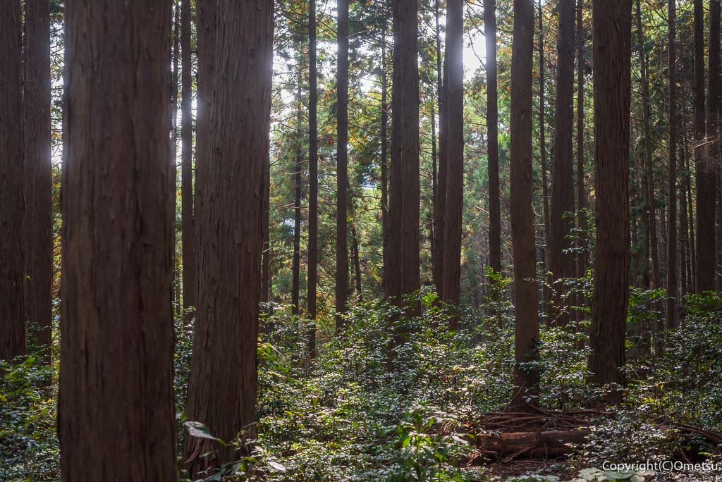 青梅市・吹上峠から青梅丘陵登山道の森