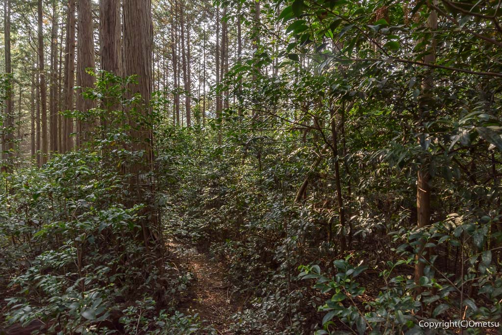 青梅市・吹上峠から青梅丘陵登山道