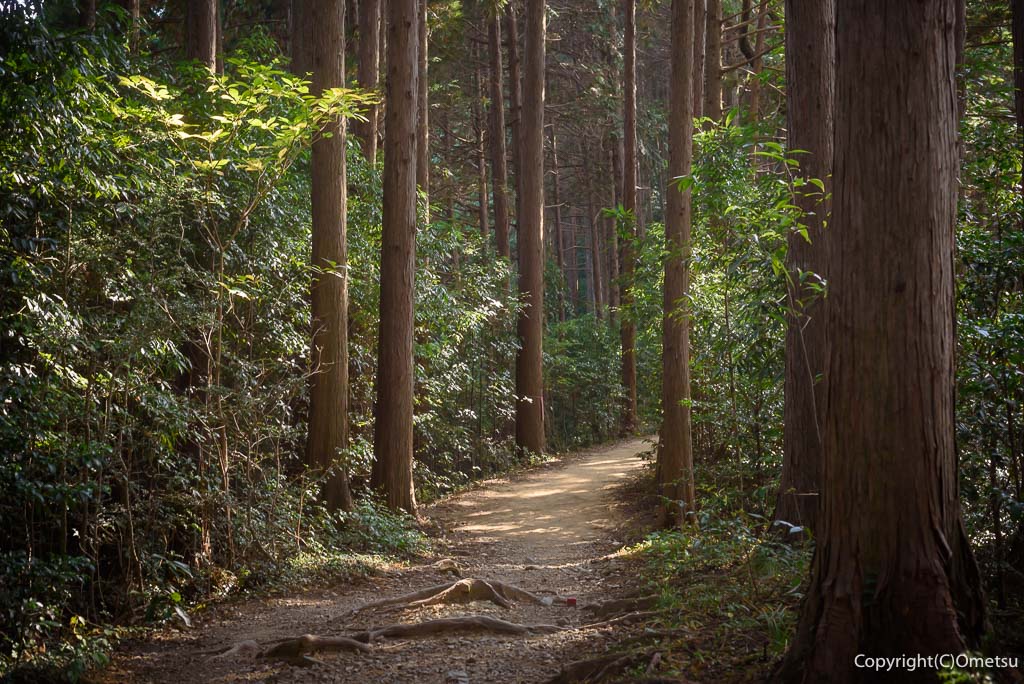 青梅市・青梅丘陵の登山道の針葉樹