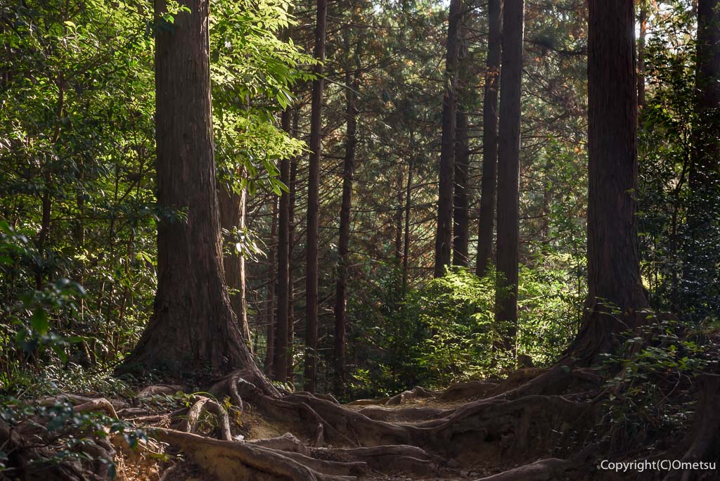 青梅市・青梅丘陵の、木に根の張る、登山道