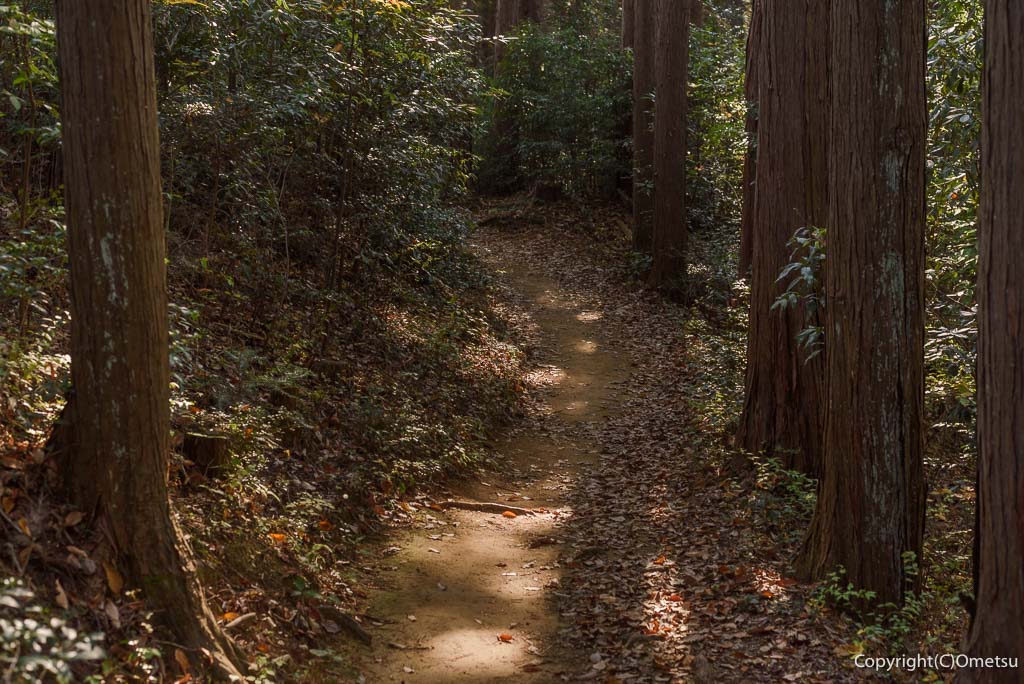 青梅市・青梅丘陵の登山道の、木漏れ日