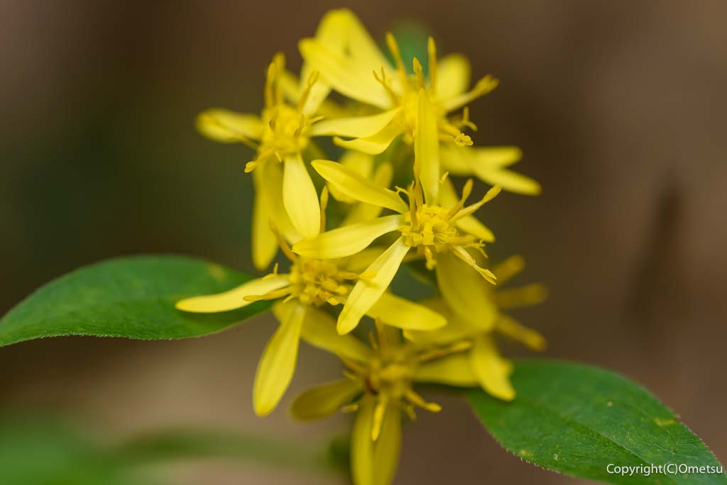 青梅市・青梅丘陵の、アキノキリンソウ