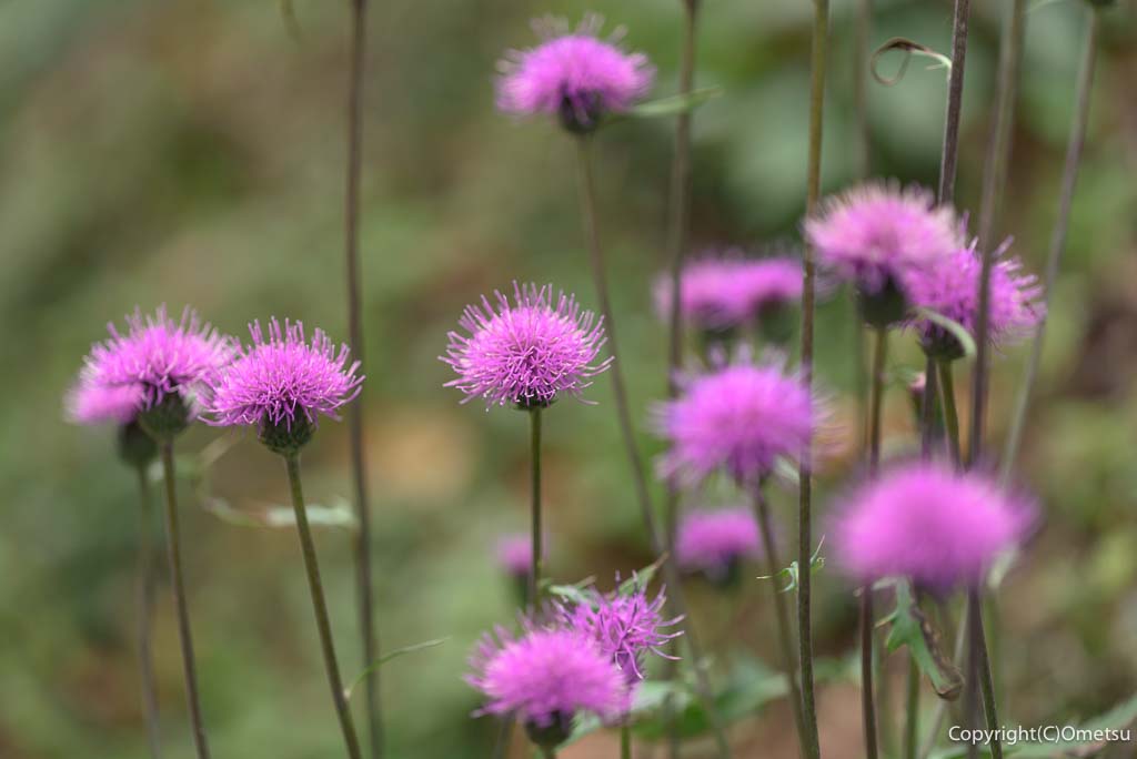 青梅市・岩蔵温泉の、ノハラアザミ
