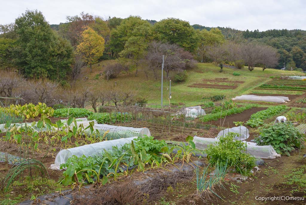 青梅市・岩蔵温泉の「うえんでい」の畑